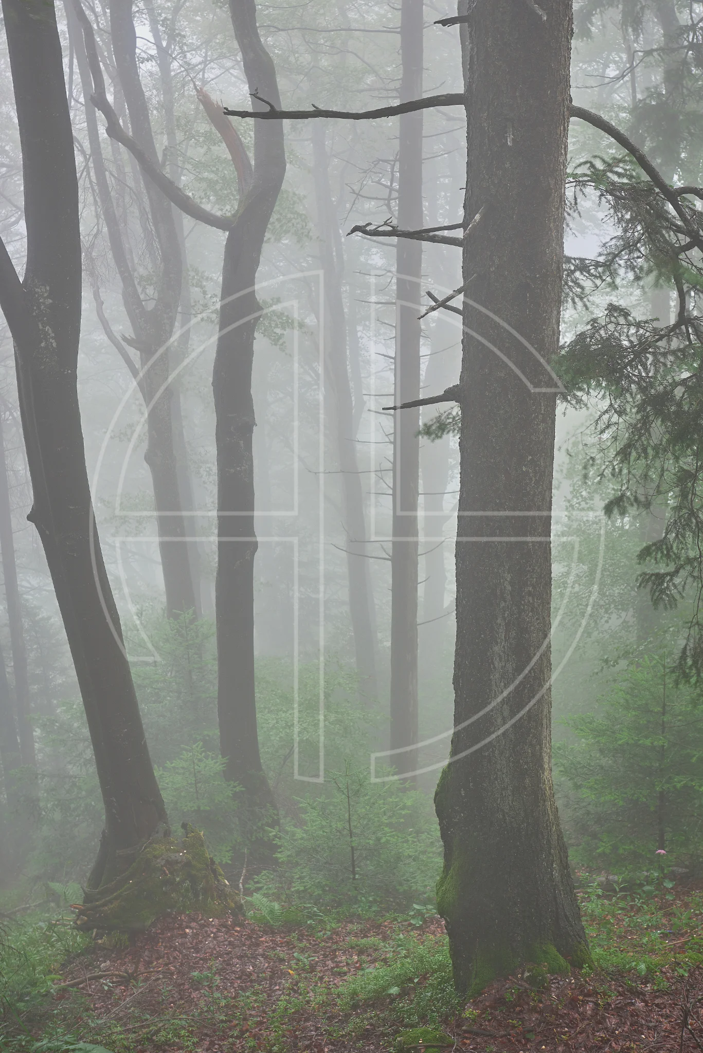 Forgotten But Still Remembered depicts a forest in the mist.