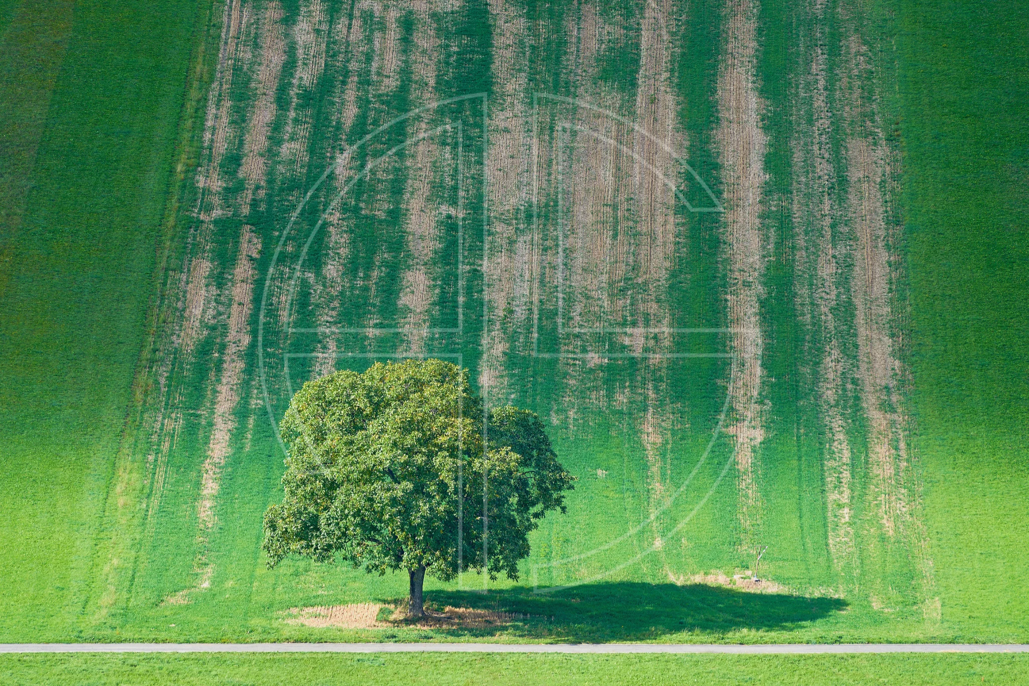 Friend Of Attraction depicts a majestic green tree in a vibrant, green landscape.