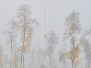 A group of delicate birches in morning fog.