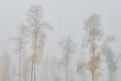 Gathering Of The Birches depicts a woodland of birches.