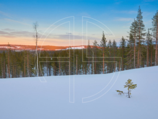 Going Nowhere Winter landscape in the evening, with a small fir to the right. Looming in the distance lies a forest.