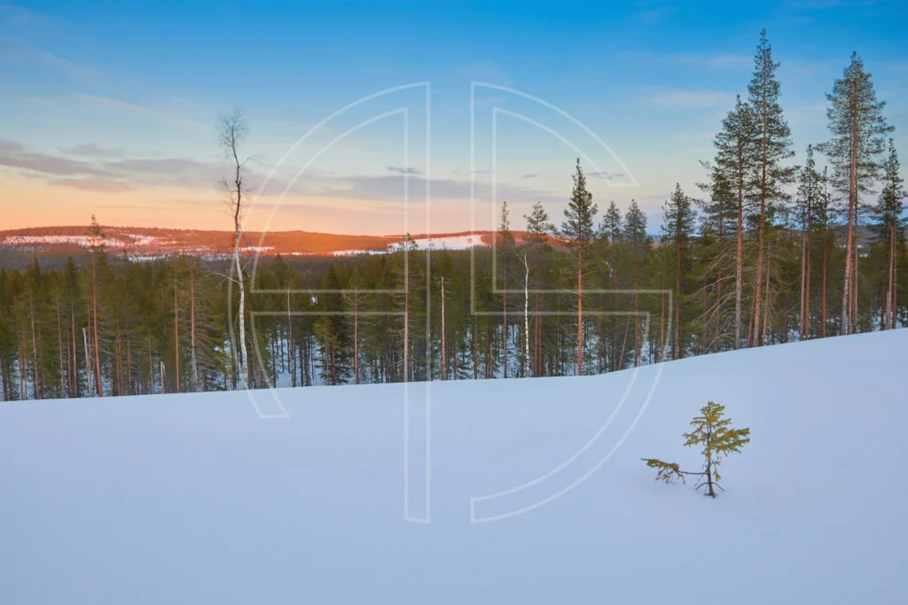 Winter landscape in the evening, with a small fir to the right. Looming in the distance lies a forest.