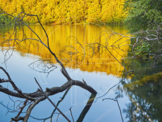 Soft evening light graces a lake. Golden trees in the background cast reflections on the water.