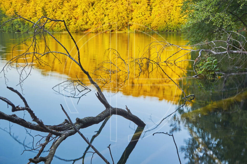 Soft evening light graces a lake. Golden trees in the background cast reflections on the water.
