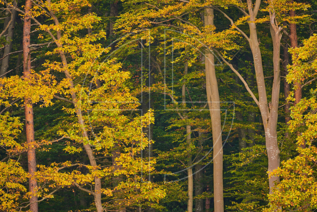 Golden Oaks depicts a forest of oaks with golden leaves.