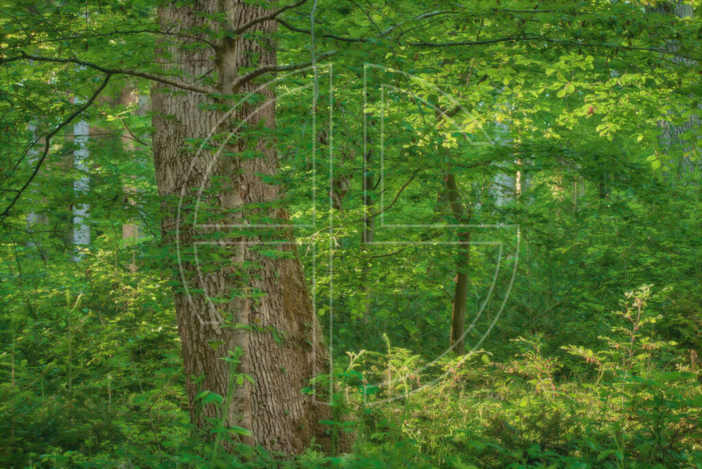 A rich green spring forest and sunlight.