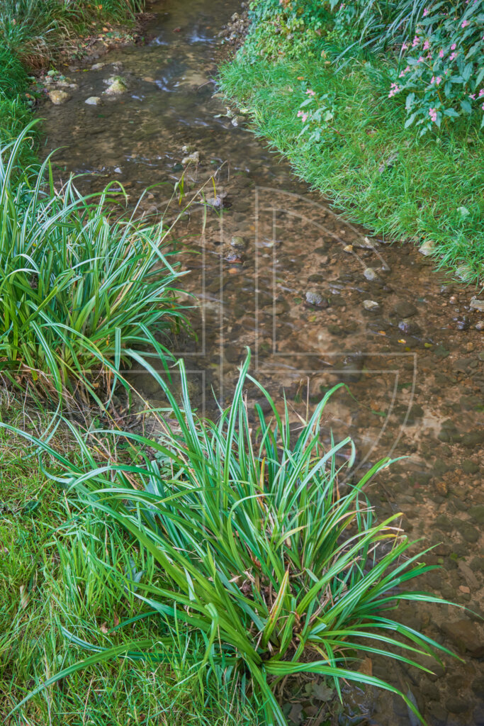 A creek surrounded by long grass.