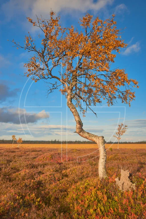 Hidden In Consciousness depicts a tree in golden evening light.
