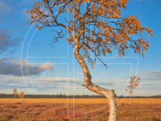 A tree with orange leaves illuminated by the evening sun.