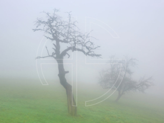 Hidden In The Fog Two trees in thick fog.