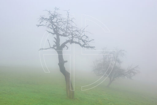 Hidden In The Fog depicts a landscape in dense mist. The fog shrouds two trees.