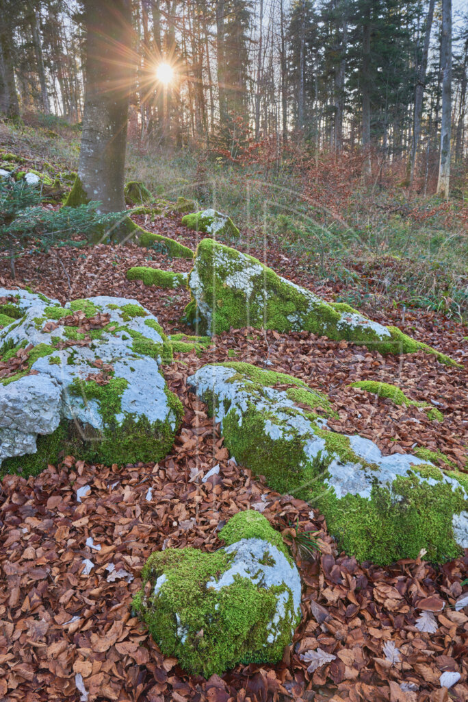 Hingerholz Sun Sunset in a forest with stones in the foreground.
