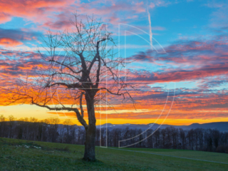 A lone tree at dusk. The sky burns in gold and orange.