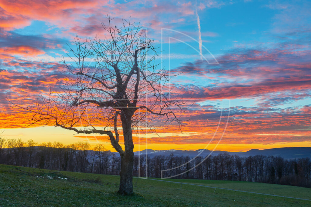 A lone tree at dusk. The sky burns in gold and orange.