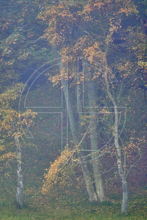 Hymn Of The Fallen depicts a woodland in autumn attire in soft mist.