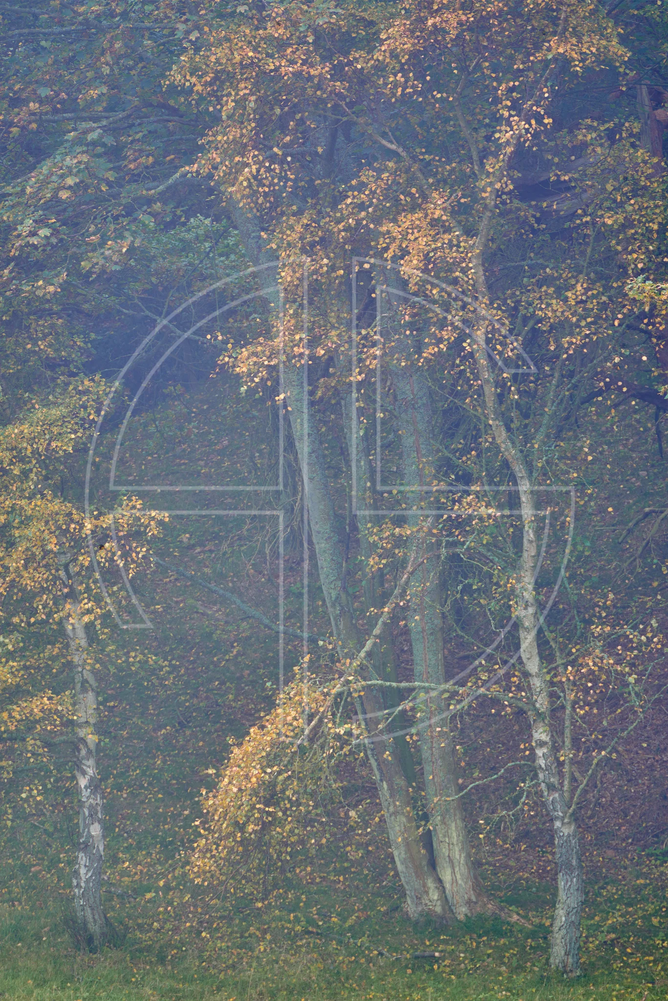 Hymn Of The Fallen depicts a woodland in autumn attire in soft mist.