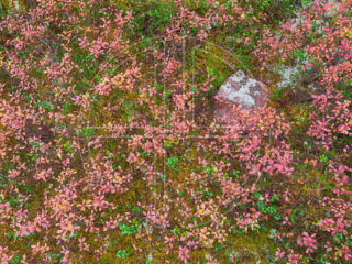 Hypnotic Hallucinogen A carpet of pink moss.