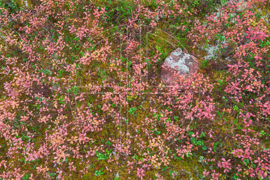A carpet of pink moss.