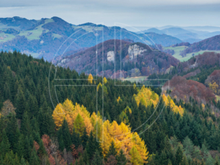 Golden trees in autumn in a hilly landscape.