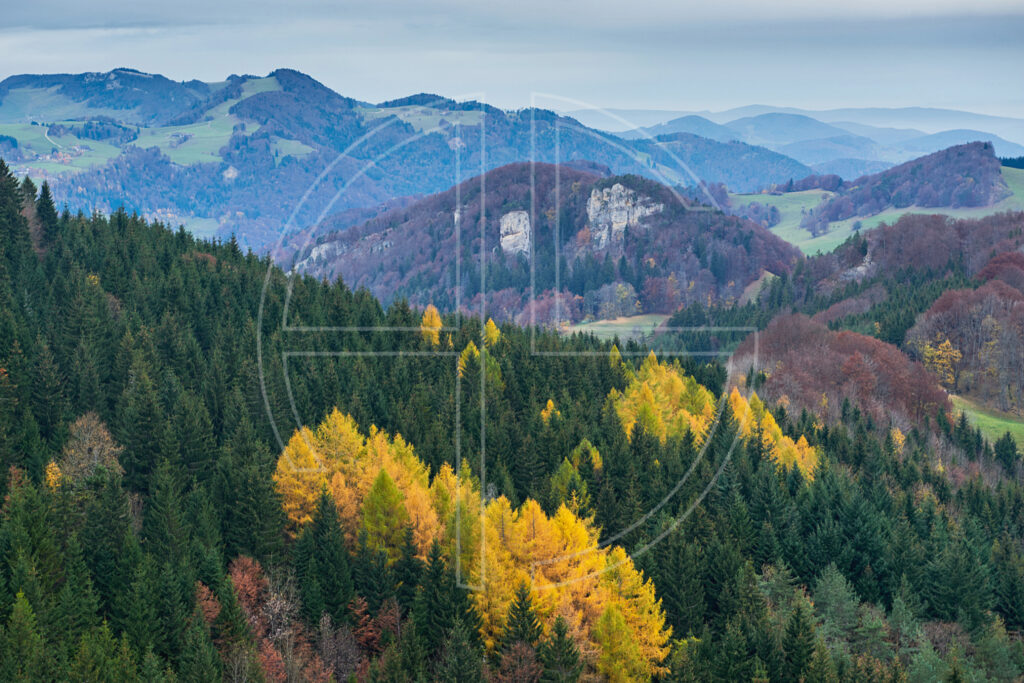 Golden trees in autumn in a hilly landscape.
