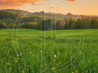 Spring meadow with flowers at sunset. The sky has orange clouds.