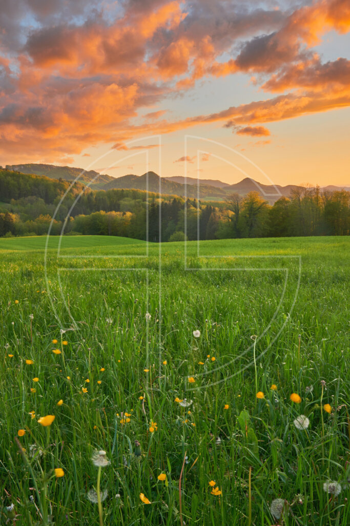 Spring meadow with flowers at sunset. The sky has orange clouds.