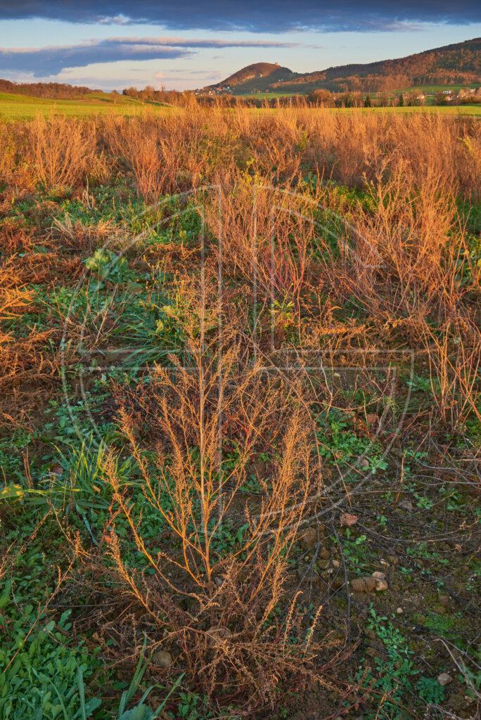 A golden field in the evening light. Hills loom in the background.
