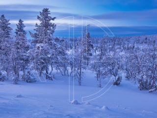 Blue hour in a winter landscape.