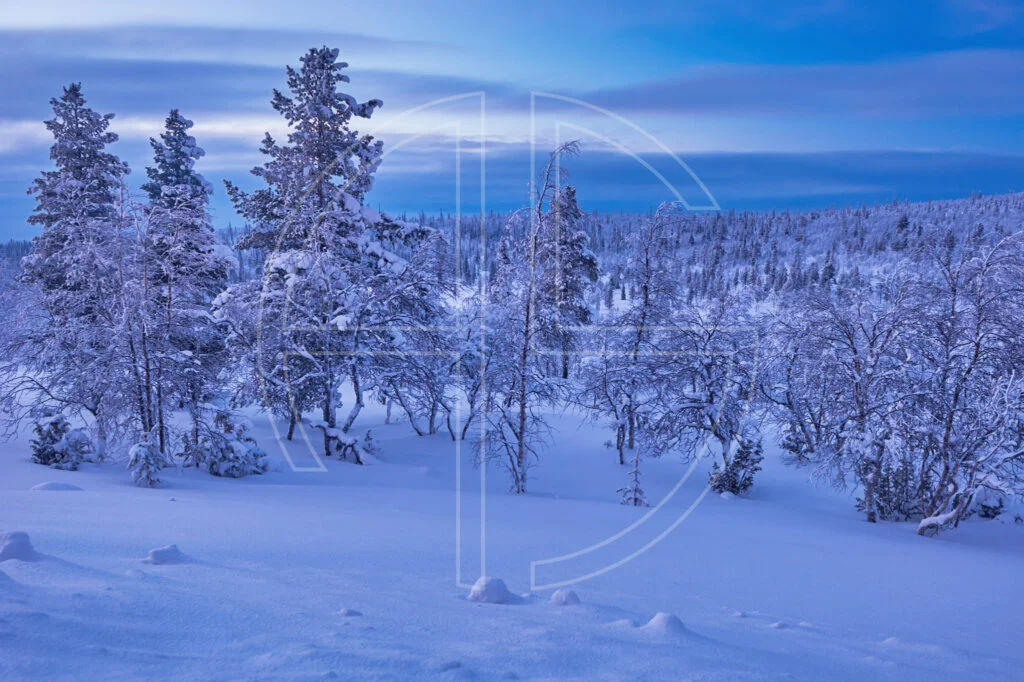 Blue hour in a winter landscape.