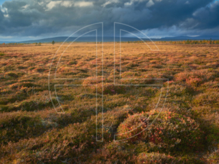 Fjell landscape in evening light.
