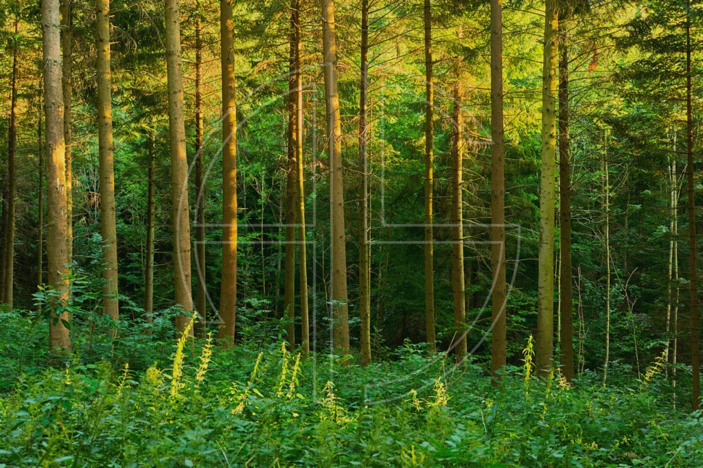 Rich green forest illuminates with golden light.