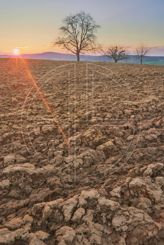 A dry field and three trees on the horizon at sunset.