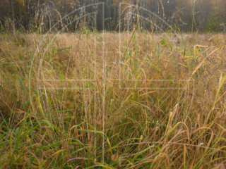 Long, wet grass on a foggy morning.