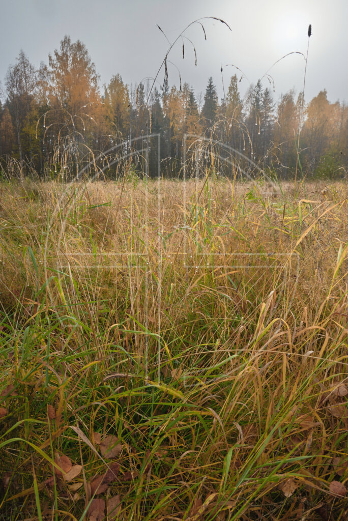 Long, wet grass on a foggy morning.