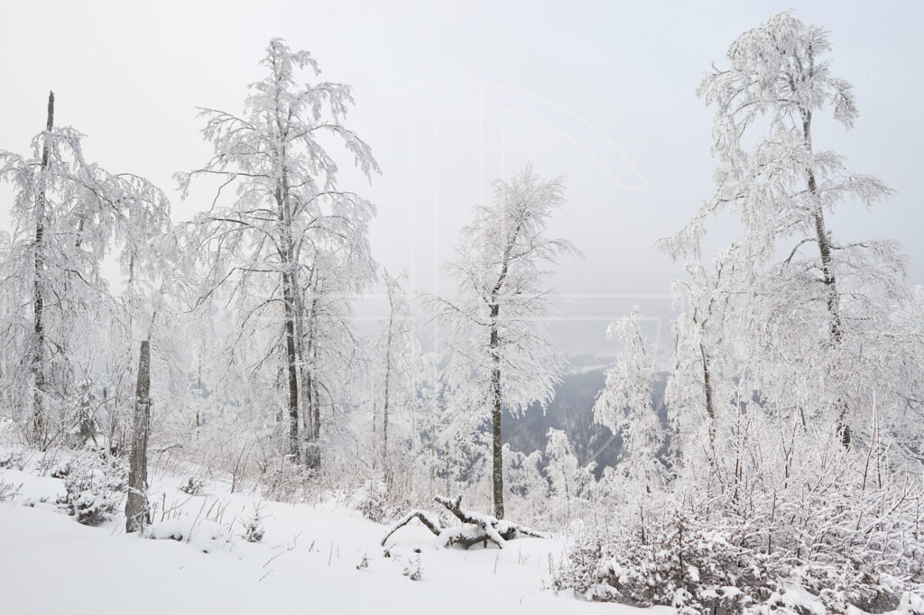 Misty Sunlight depicts a winter landscape in soft light.