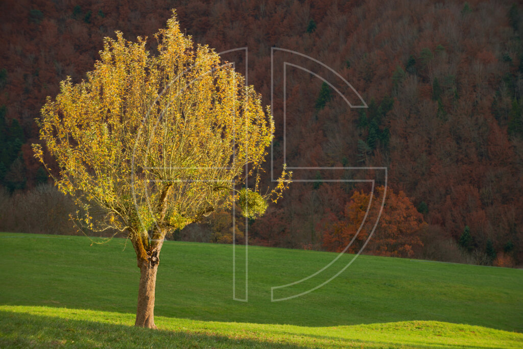 A lone tree in autumn, illuminated by the sun.