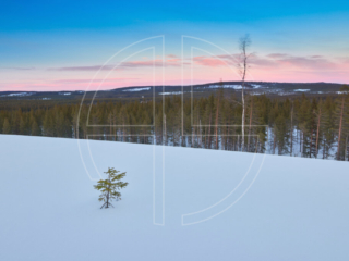 Moving On Winter landscape at sunset, with a small fir to the left. Looming in the distance lies a forest.