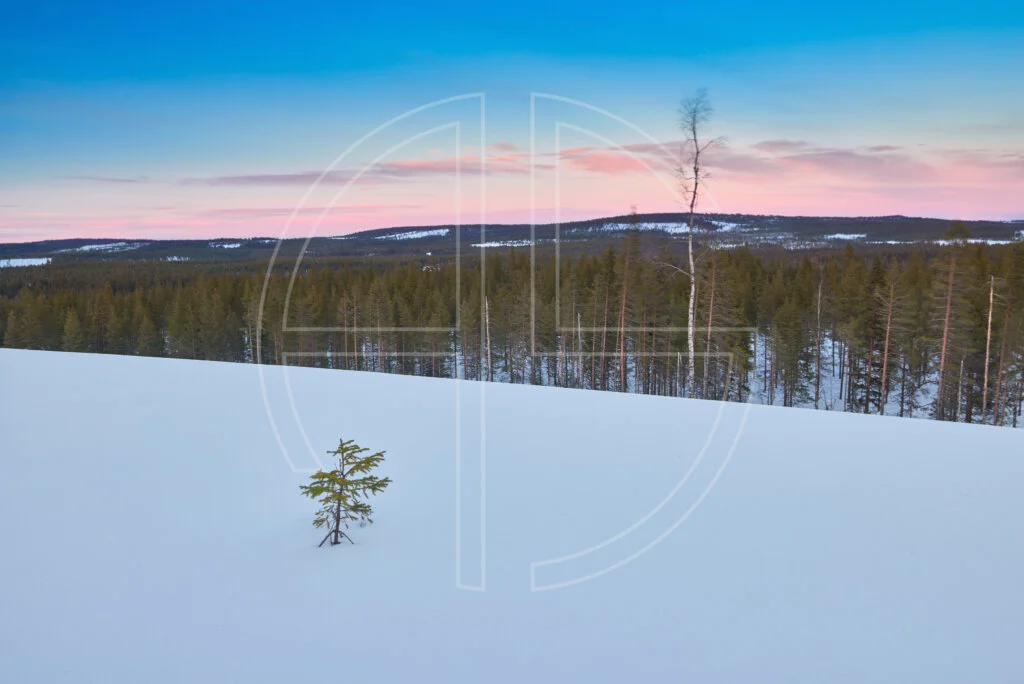 Winter landscape at sunset, with a small fir to the left. Looming in the distance lies a forest.