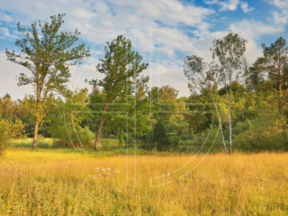 Golden lit grass and a small lake in the background.