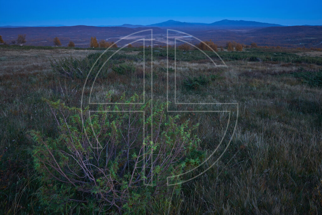 Blue hour in the wilderness.