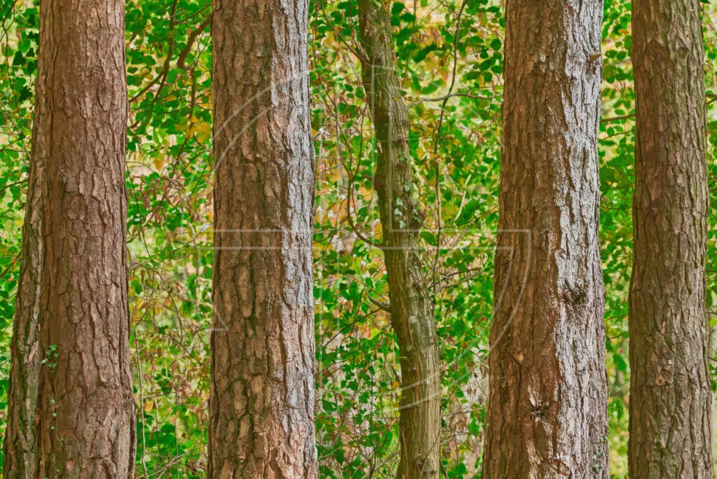 Niderholz Four One depicts five trees in a forest.