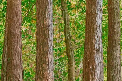 Niderholz Four One depicts five trees in a forest.