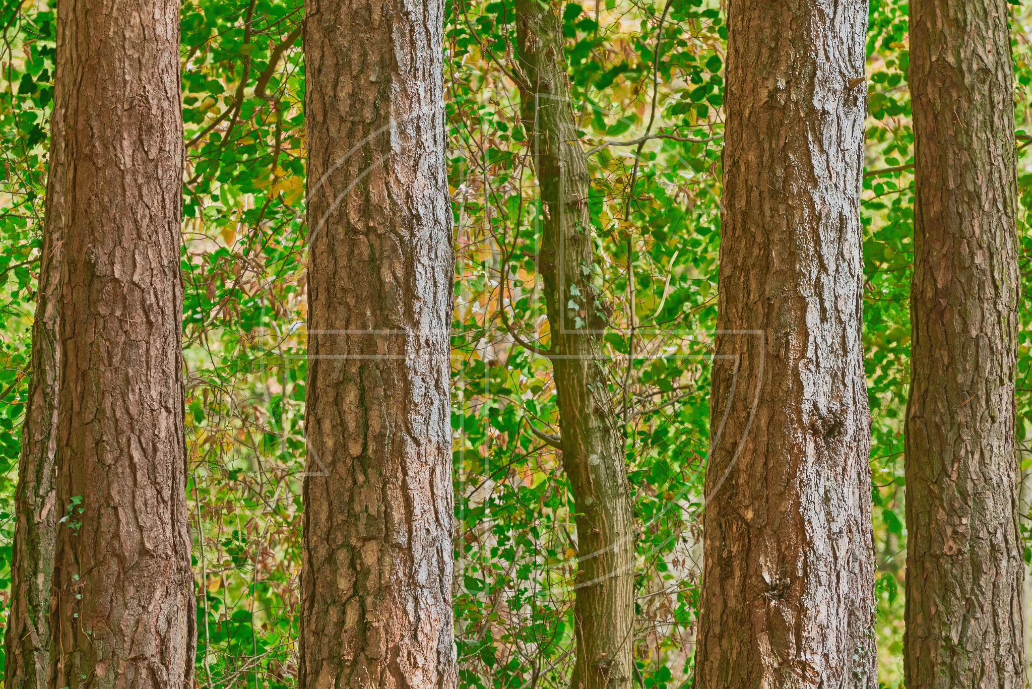 Niderholz Four One depicts five trees in a forest.
