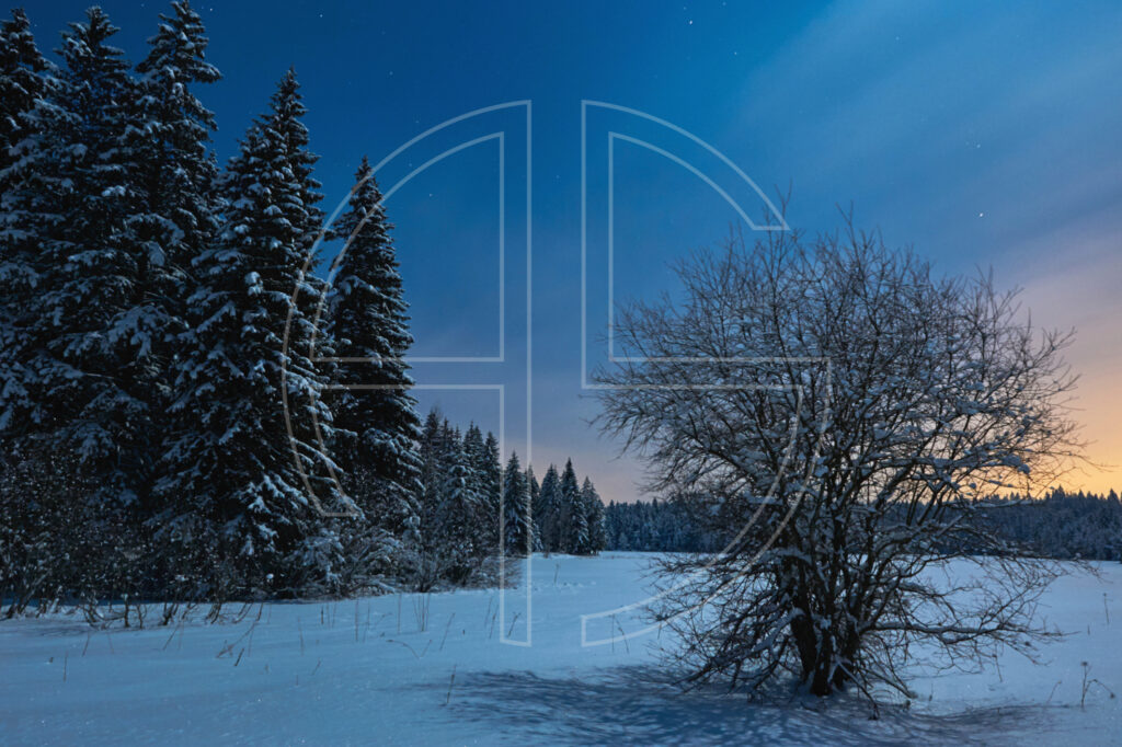 Night Of The Shrub Night at a snow-covered lake. A bush graces the foreground.