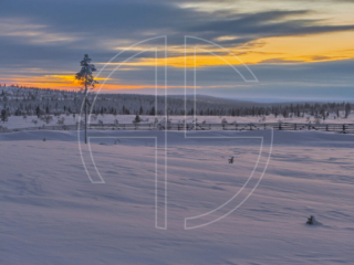 Winter landscape with a golden sky.
