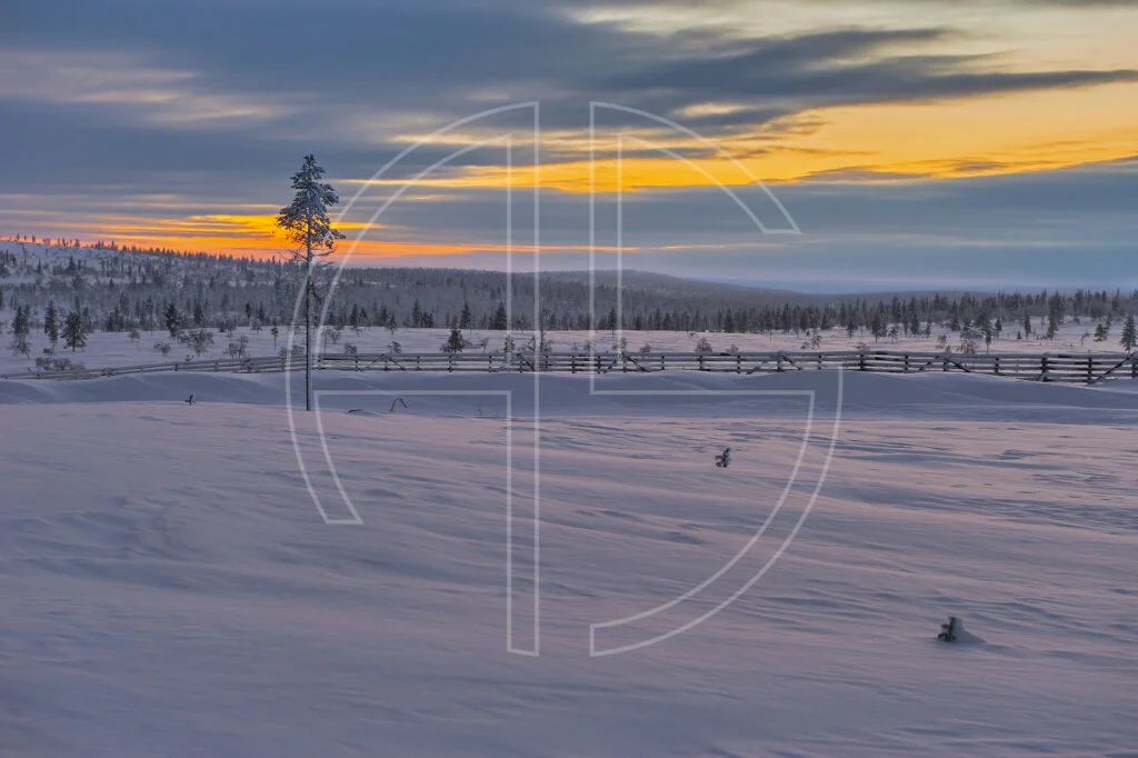 Winter landscape with a golden sky.