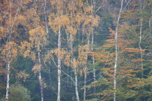 Obsequious Afternoon depicts a forest in autumn attire in soft fog.