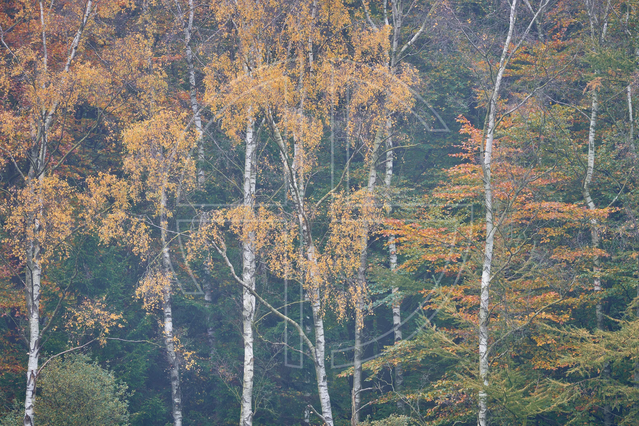 Obsequious Afternoon depicts a forest in autumn attire in soft fog.