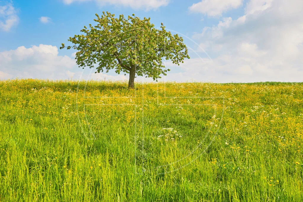 Of Tree And Grass depicts a solitary cherry tree.