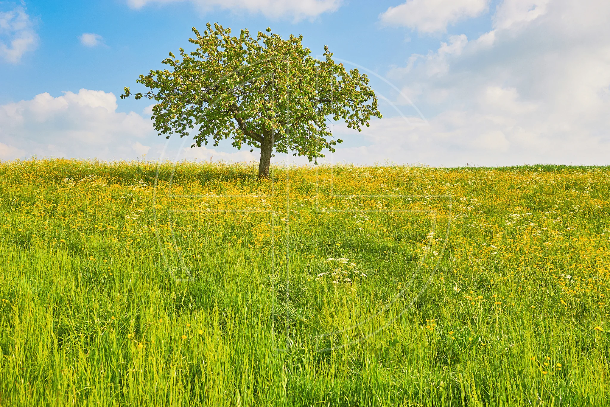 The oxygen a tree creates for all living things gives it its purpose The meaning of a tree lies in the oxygen it offers to everything living.
